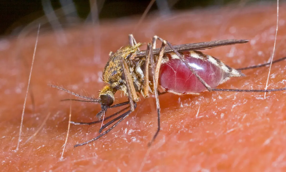 Beating Dengue: Mosquitoes with a Twist
